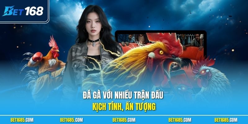 BET168 - Xem Tỷ Lệ Kèo Chính Xác Từ BET168.COM Chuẩn 5 Đá gà với nhiều trận đấu kịch tính, ấn tượng